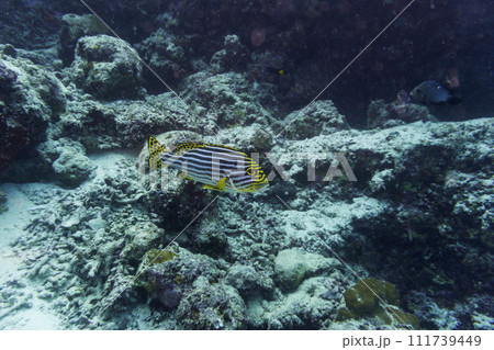 Oriental Sweetlips fish (Plectorhinchus vittatus) in the coral reef of Maldives island. Tropical and coral sea wildelife. Beautiful underwater world. Underwater photography. Oriental Sweetlips fish (Plectorhinchus vittatus) in the coral reef of Maldives island. Tropical and coral sea wildelife. Beautiful underwater world. Underwater photography. 111739449
