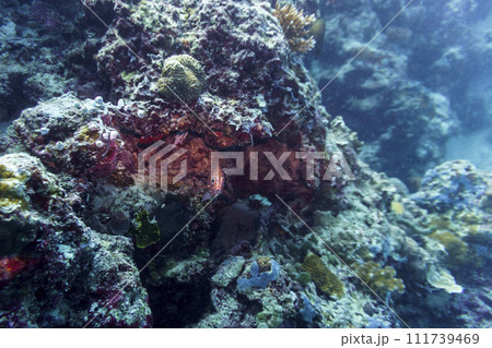Coral Reef and Tropical Fish on Maldives island. Tropical and coral sea wildelife. Beautiful underwater world. Underwater photography. 111739469