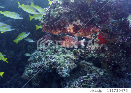 Blacktip soldier fish (Myripristis botche) in the coral reef of Maldives island. Tropical and coral sea wildelife. Beautiful underwater world. Underwater photography. Blacktip soldier fish (Myripristis botche) in the coral reef of Maldives island. Tropical and coral sea wildelife. Beautiful underwater world. Underwater photography. 111739476