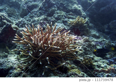 Coral Reef and Tropical Fish on Maldives island. Tropical and coral sea wildelife. Beautiful underwater world. Underwater photography. Coral Reef and Tropical Fish on Maldives island. Tropical and coral sea wildelife. Beautiful underwater world. Underwater photography. 111739478