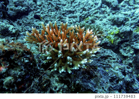 Coral Reef and Tropical Fish on Maldives island. Tropical and coral sea wildelife. Beautiful underwater world. Underwater photography. Coral Reef and Tropical Fish on Maldives island. Tropical and coral sea wildelife. Beautiful underwater world. Underwater photography. 111739483