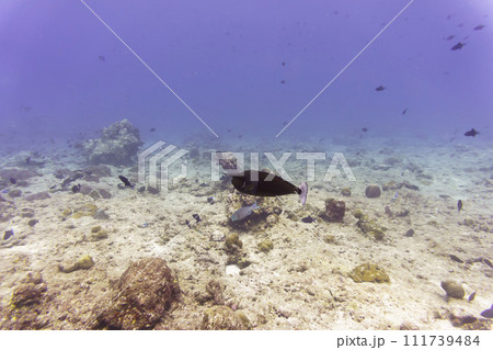 Unicorn Surgeonfish in the coral reef of Maldives island. Tropical and coral sea wildelife. Beautiful underwater world. Underwater photography. Unicorn Surgeonfish in the coral reef of Maldives island. Tropical and coral sea wildelife. Beautiful underwater world. Underwater photography. 111739484