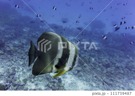 Orbicular batfish (Platax orbicularis) in the coral reef of Maldives island. Tropical and coral sea wildelife. Beautiful underwater world. Underwater photography. Orbicular batfish (Platax orbicularis) in the coral reef of Maldives island. Tropical and coral sea wildelife. Beautiful underwater world. Underwater photography. 111739487