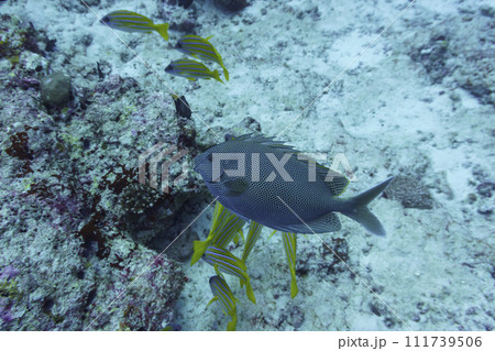 Brown-spotted spinefoot rabbitfish (Siganus stellatus) in the coral reef of Maldives island. Tropical and coral sea wildelife. Beautiful underwater world. Underwater photography. Brown-spotted spinefoot rabbitfish (Siganus stellatus) in the coral reef of Maldives island. Tropical and coral sea wildelife. Beautiful underwater world. Underwater photography. 111739506