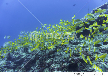 Coral Reef and Tropical Fish on Maldives island. Tropical and coral sea wildelife. Beautiful underwater world. Underwater photography. Coral Reef and Tropical Fish on Maldives island. Tropical and coral sea wildelife. Beautiful underwater world. Underwater photography. 111739516