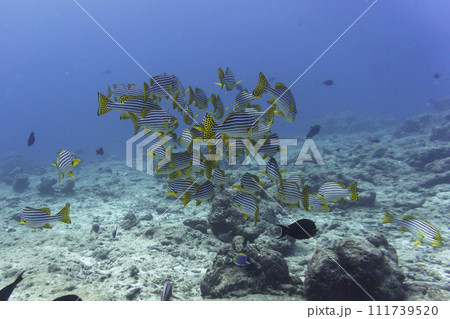 Oriental Sweetlips fish (Plectorhinchus vittatus) in the coral reef of Maldives island. Tropical and coral sea wildelife. Beautiful underwater world. Underwater photography. Oriental Sweetlips fish (Plectorhinchus vittatus) in the coral reef of Maldives island. Tropical and coral sea wildelife. Beautiful underwater world. Underwater photography. 111739520