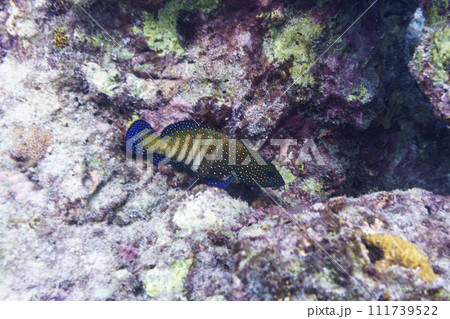 Peacock hind, Cephalopholis argus. Tropical and coral sea fish. Beautiful underwater world. Underwater photography. Peacock hind, Cephalopholis argus. Tropical and coral sea fish. Beautiful underwater world. Underwater photography. 111739522