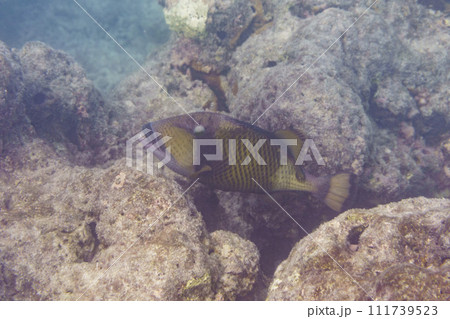 Titan triggerfish, Giant triggerfish, (Balistoides viridescens). Tropical and coral sea wildelife. Beautiful underwater world. Underwater photography. Titan triggerfish, Giant triggerfish, (Balistoides viridescens). Tropical and coral sea wildelife. Beautiful underwater world. Underwater photography. 111739523