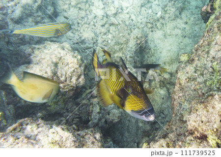 Titan triggerfish, Giant triggerfish, (Balistoides viridescens). Tropical and coral sea wildelife. Beautiful underwater world. Underwater photography. 111739525