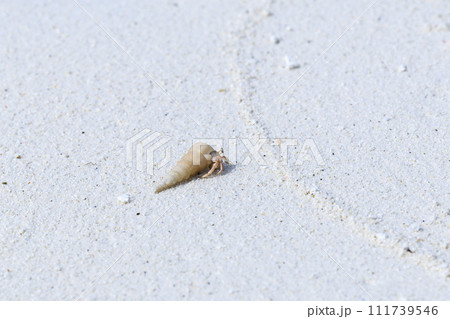 Hermit crab on the sand beach. Selective focus. Close up. 111739546
