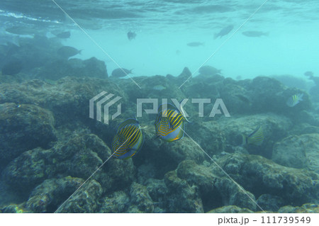 Blue banded surgeonfish (Acanthurus lineatus). Tropical and coral sea fish. Beautiful underwater world. Underwater photography. 111739549