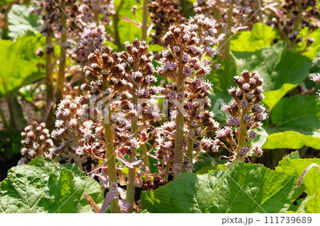 Purple-red spring flowers Bergenia in cottage garden. Violet plants for landscape design. Perennial herbaceous plant. Purple-red spring flowers Bergenia in cottage garden. Violet plants for landscape design. Perennial herbaceous plant. 111739689