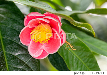 家の周りの草花 四季の色々 植物園の花々 外来植物 ツバキ 家の周りの草花 四季の色々 植物園の花々 外来植物 ツバキ 111739711