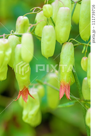 家の周りの草花 四季の色々 植物園の花々 南アフリカ原産 ベンケイソウ 家の周りの草花 四季の色々 植物園の花々 南アフリカ原産 ベンケイソウ 111739716
