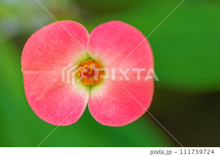 家の周りの草花 四季の色々 植物園の花々 美しいピンクのハナキリン 家の周りの草花 四季の色々 植物園の花々 美しいピンクのハナキリン 111739724
