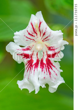 家の周りの草花　四季の色々　植物園の花々　美しいピンクの模様　ツリフネソウ　 111739735