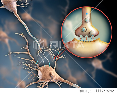 Neuron synapse Neuron synapse 111739742