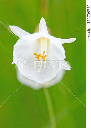 家の周りの草花 四季の色々 植物園 高山植物 白い妖精 ナルキッスス・カンタブリクス 家の周りの草花 四季の色々 植物園 高山植物 白い妖精 ナルキッスス・カンタブリクス 111739773