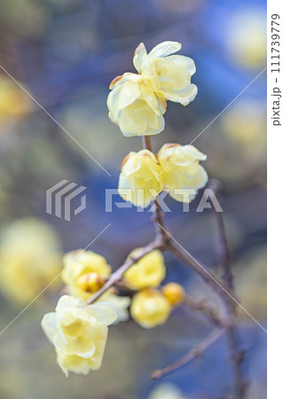 家の周りの草花 四季の色々 春の青空に映えるロウバイ 家の周りの草花 四季の色々 春の青空に映えるロウバイ 111739779
