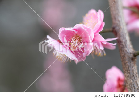 うめ 春告草 ソシンロウバイ 111739890