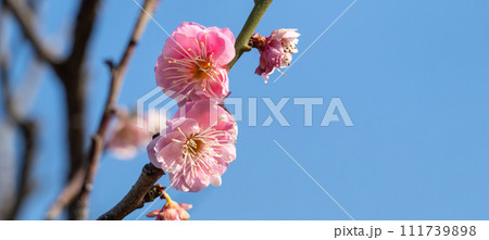 うめ 春告草 ソシンロウバイ 111739898