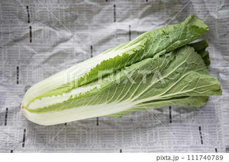 規格外野菜、出荷出来ないハクサイ 111740789