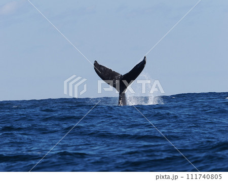 ザトウクジラの尾ビレ ザトウクジラの尾ビレ 111740805