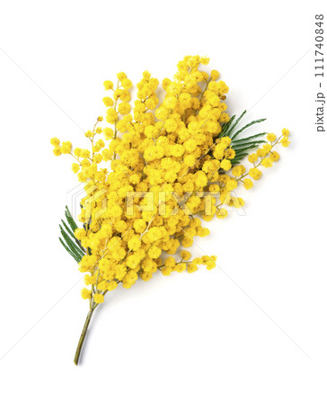 Mimosa flower on white backgrounds 111740848