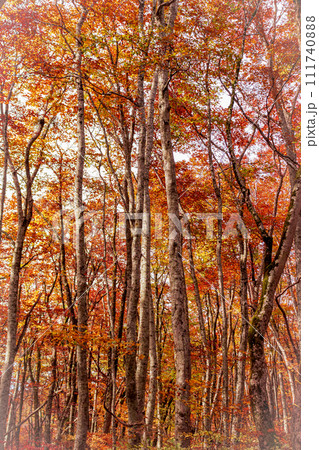 紅葉のブナ林　国立公園大山 111740888