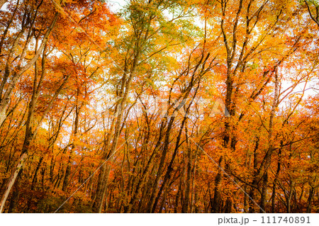 紅葉のブナ林　国立公園大山 111740891