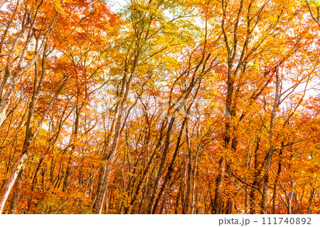 紅葉のブナ林　国立公園大山 111740892