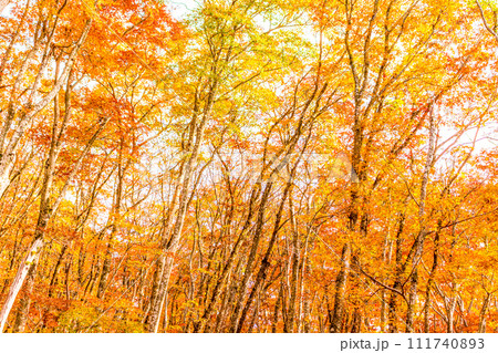 紅葉のブナ林　国立公園大山 111740893