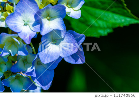 青い紫陽花 111740956