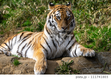 アムールトラ 111741803