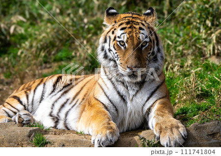 アムールトラ 111741804