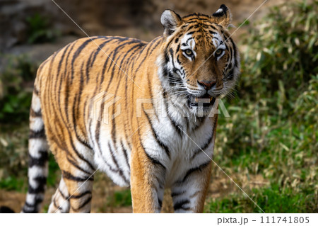 アムールトラ 111741805