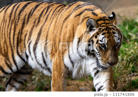 アムールトラ 111741806