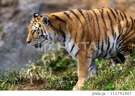 アムールトラ アムールトラ 111741807