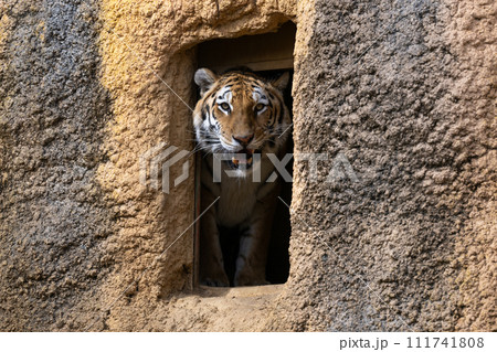 アムールトラ 111741808