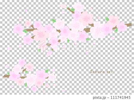 ピンクの桜の木の枝とさくら、おしゃれな手描きイラスト 111741945