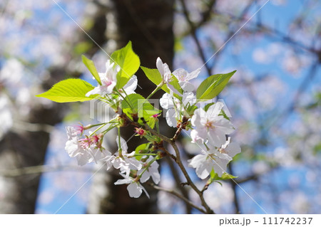 白い桜の花 白い桜の花 111742237