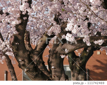 桜手帖 熊谷市伊勢町ふれあい公園でサクラ咲く(2015.4.2) 樹に淡いピンクの花びら舞う 標準 桜手帖 熊谷市伊勢町ふれあい公園でサクラ咲く(2015.4.2) 樹に淡いピンクの花びら舞う 標準 111742469