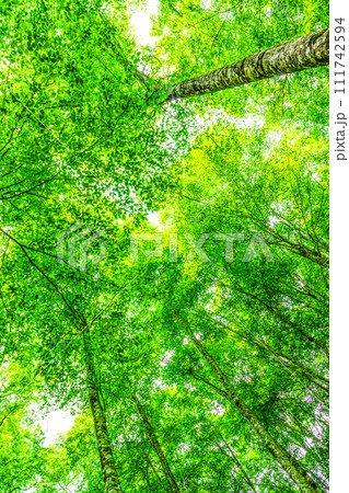 新緑のブナ林　鳥取県　八東ふるさとの森 111742594