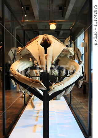 ひげクジラの骨格標本 博物館の展示の写真素材 [111742975] - PIXTA