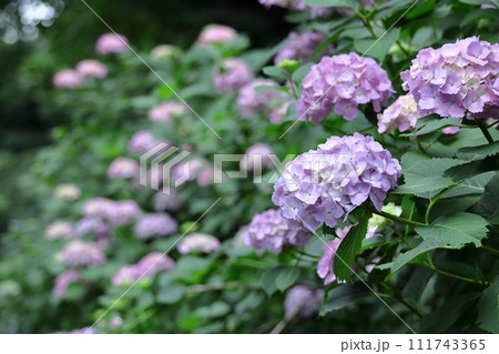 雨に濡れて咲く 111743365