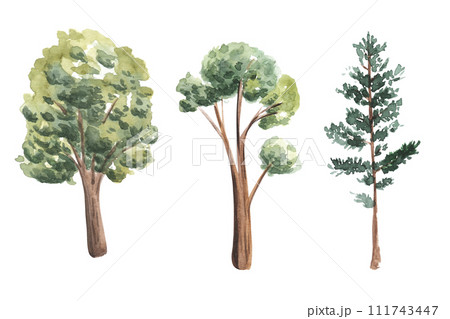 Watercolor hand drawn set of trees illustration side view isolated on white background for landscape architecture drawing, elements for environment garden, painting botanical. oak, conifer, pine tree 111743447