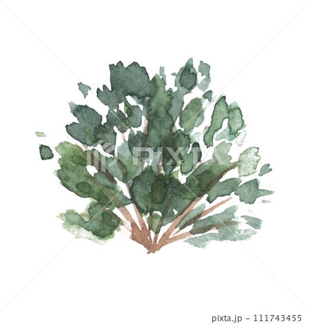 Watercolor hand drawn illustration of green bush isolated on white background for landscape and architecture drawing, elements for environment garden, painting botanical for section elevation Watercolor hand drawn illustration of green bush isolated on white background for landscape and architecture drawing, elements for environment garden, painting botanical for section elevation 111743455
