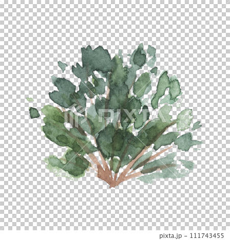 Watercolor hand drawn illustration of green bush isolated on white background for landscape and architecture drawing, elements for environment garden, painting botanical for section elevation Watercolor hand drawn illustration of green bush isolated on white background for landscape and architecture drawing, elements for environment garden, painting botanical for section elevation 111743455