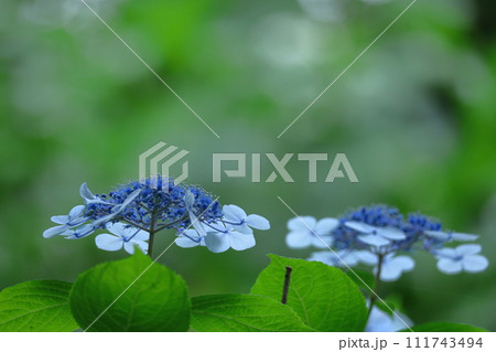 雨に濡れて咲く 111743494