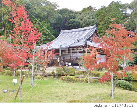 京田辺 大御堂観音寺の紅葉 京田辺 大御堂観音寺の紅葉 111743515